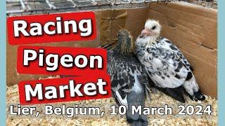 Racing Pigeon Market Lier, Belgium (10 March 2024)