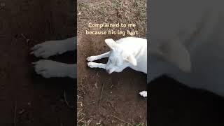Dog shealter complained to me because his leg hurt (StreetDogsCH) #rescue #animals #dog #puppy