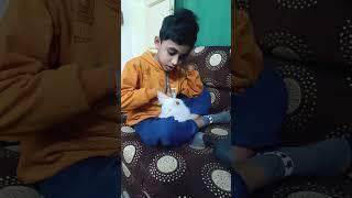 #teriyeada#Amin#Amara#trendingshorts #kitten #overloaded #jonny # #love #newsong #tseries #catlover