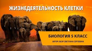 Жизнедеятельность клетки