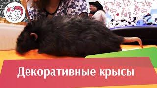 Декоративные крысы Как правильно выбрать на ilikepet