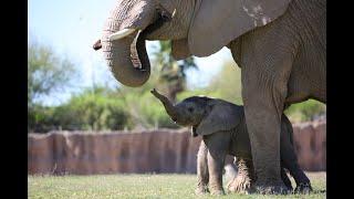 Reid Park Zoo Member Virtual Chat with Penzi the elephant calf