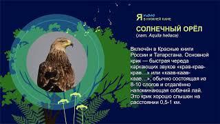 Солнечный орёл (Aquila heliaca) - голос