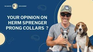 Are Herm Sprenger Prong Collars the Best Prong Collars? | The Beacon Dog Academy