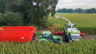 Maize silage 2024 / Claas Jaguar 970 / Peters Haps / Corn harvest