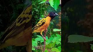Village Weaver | Aviary Birds
