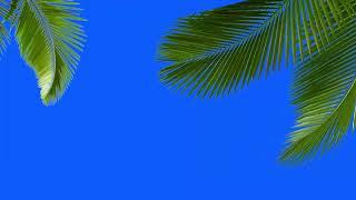 Coconut tree leaf's wave green screen tree green screen