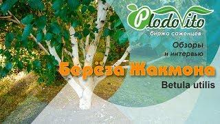 Берёза Жакмона I Betula utilis