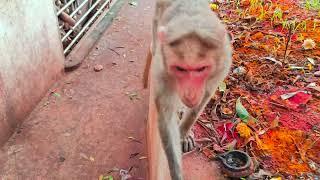 Beautiful monkey happy life