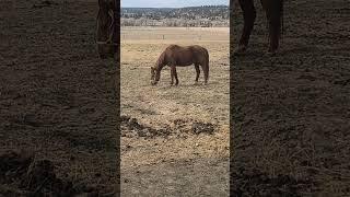 Doc O Lena mare. 37 yrs old    older than doc olena !!  #DocOLena #Jolyn's Belle #cutting horse