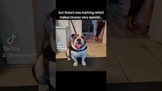 #bullybully #bulldog #smoking #llamas #dog #pets #doglover #bestdog #englishbulldog #dogbreed #bully
