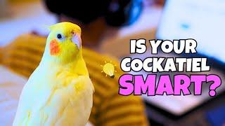 5 Signs Your Cockatiel Is EXTRA SMART 