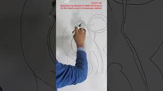 Male Reproductive system #shortsvideo #short #ytshorts #trending #drawing #biology #hslc2023 #assam