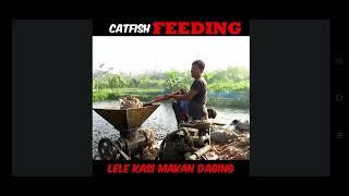 ikan lele makan daging..