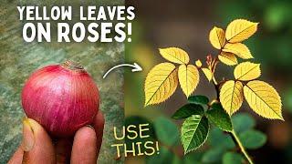 5-STEPS To Treat Yellow leaves On Roses!