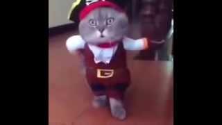 Котище Пиратище Самый Смелый Кот