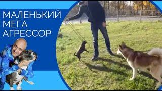 Маленький мега агрессор (Чихуахуа) Small exceedingly aggressive chihuahua