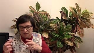 Практикующий психолог Михевнина Ольга Венедиктовна