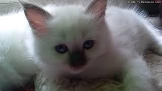 Sacred Birman kittens - Sunshine cuteness overload