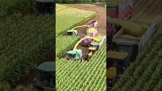 Two John Deere 9900i forage harvesters working together #silage #johndeere9900i