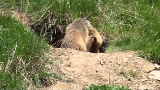 Chut Marmottes! - Parler d'amour Vidéo clip