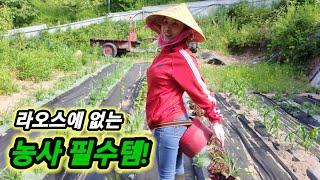 주말 농장 작물 키우기vs라오스 농사는 하늘과 땅 차이다[한국에 사는 라오스 여자]