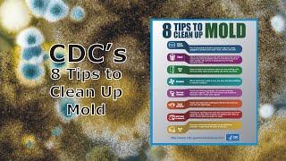 8 Tips from the CDC to Clean Up Mold