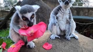 Ring-Tailed Lemurs Snack On Flowers