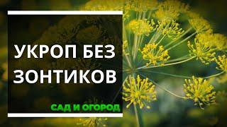 Не нужны зонтики на укропе — и не надо их выращивать раскрываем секрет опытных огородников