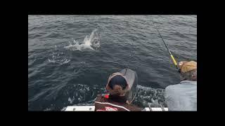 Switching black marlin off Sunshine Coast