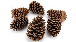 2 Great Recycling Ideas With Pine Cones!