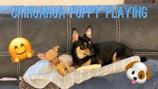 Adult Chihuahua Playing With 8 Week Old TOY  Chihuahua Puppy