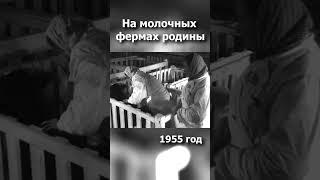 Животноводство в СССР (1955 год) #ссср #история #шорты  #ностальгия