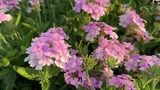 Take A Walk In The Garden - July Blooming Annuals that Look Amazing