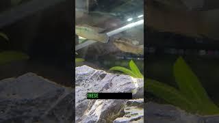 Angelfish in fish tank #fishaquarium