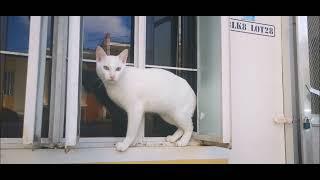 Cutie White Cat (Kokie then & now) Life with a Cat