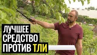 Тля. Как НАВСЕГДА избавиться от тли на деревьях и других растениях? Советует Иван Русских!