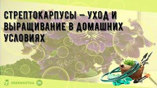 Стрептокарпусы — уход и выращивание в домашних условиях