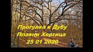 Прогулка к Дубу Плавни Хортица 25 01 2020 #BZYar