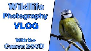 Wildlife Photography Vlog with the Canon 250D and Sigma 150-600mm C lens