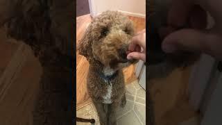 I know Finny’s head#youtubeshorts #puppy #goldendog #goldenpupppy #shortsvideo #breed #cute