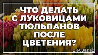 Что делать с луковицами тюльпанов после цветения? | toNature.Info