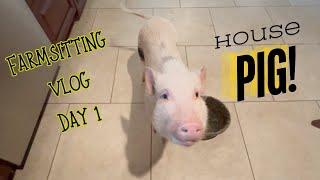 Farmsitting Vlog Day 1! HOUSE PIG & selling you nothing