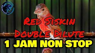 SUARA BURUNG RED SISKIN DOUBLE DILUTE 1 JAM NON STOP