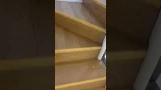 黑脸猫不慎被关小黑屋，疯狂挠门喊铲屎官救！#shorts ｜李喜猫
