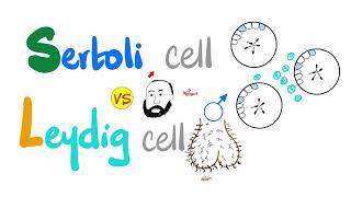 Sertoli cell vs Leydig cell