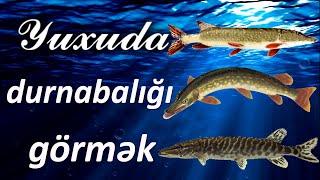 Yuxuda durnabalığı görmək  Qısa #yuxuyozma - SƏSLİ YUXU YOZMALARI