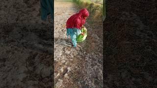"Mitti Ki Khushboo: Ammi Kitchen Mein, Main Khet Mein!" #duavillageroutine #deshi #trending