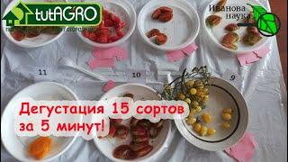 Самый вкусный сорт томата. За 5 минут попробовал 15 СОРТОВ ТОМАТОВ! Самая объективная оценка вкуса.