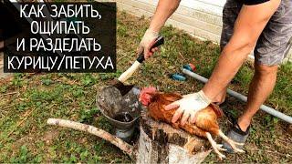 Как забить, ощипать и разделать курицу / петуха своими руками